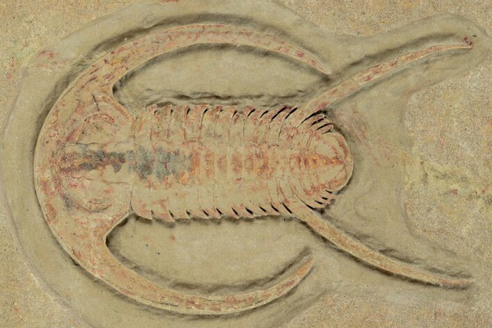 Early Cambrian Trilobite (Perrector) - Tazemmourt, Morocco #227806